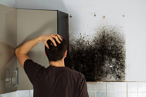 Best Local Mold Removal Service  in Gordon, NE